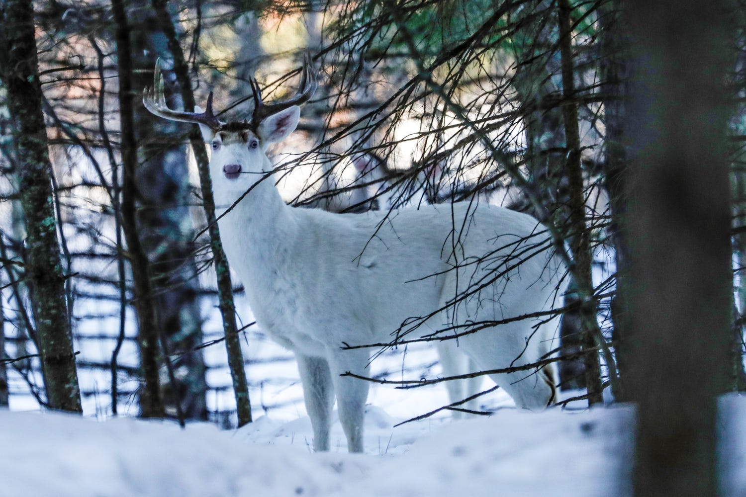 White deer in Wisconsin: Boulder Junction claims it has most albino deer