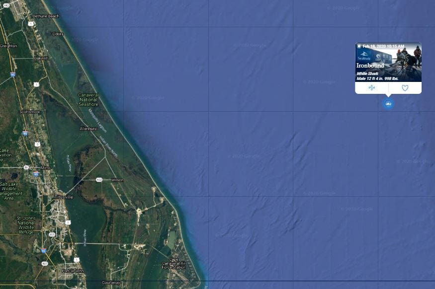 Great White Shark Pings Off Titusville 12 Foot Shark Weighs 1 000 Pounds