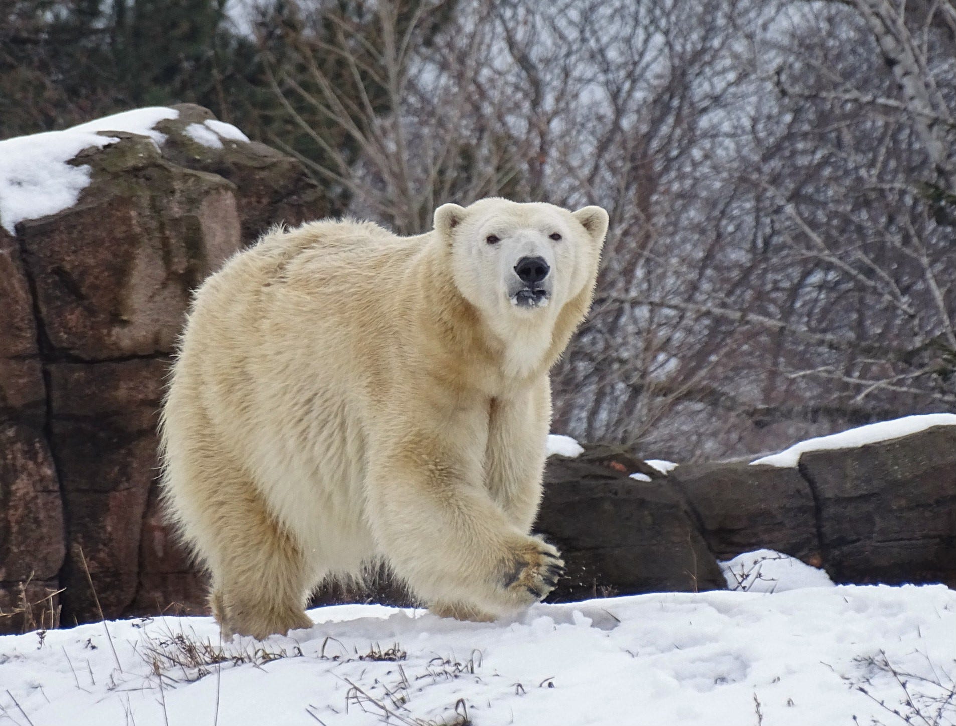 minneapolis zoo s skinny polar bears