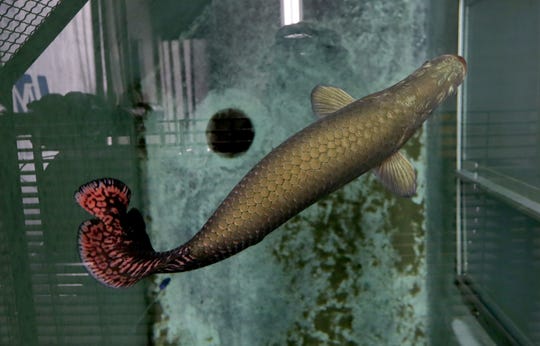 An arapaima swims in its tank before being integrated with other fish at the Milwaukee County Zoo.