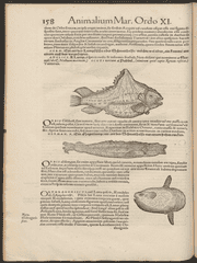 "Icones animalium" includes an image and description of sunfish on page 158.