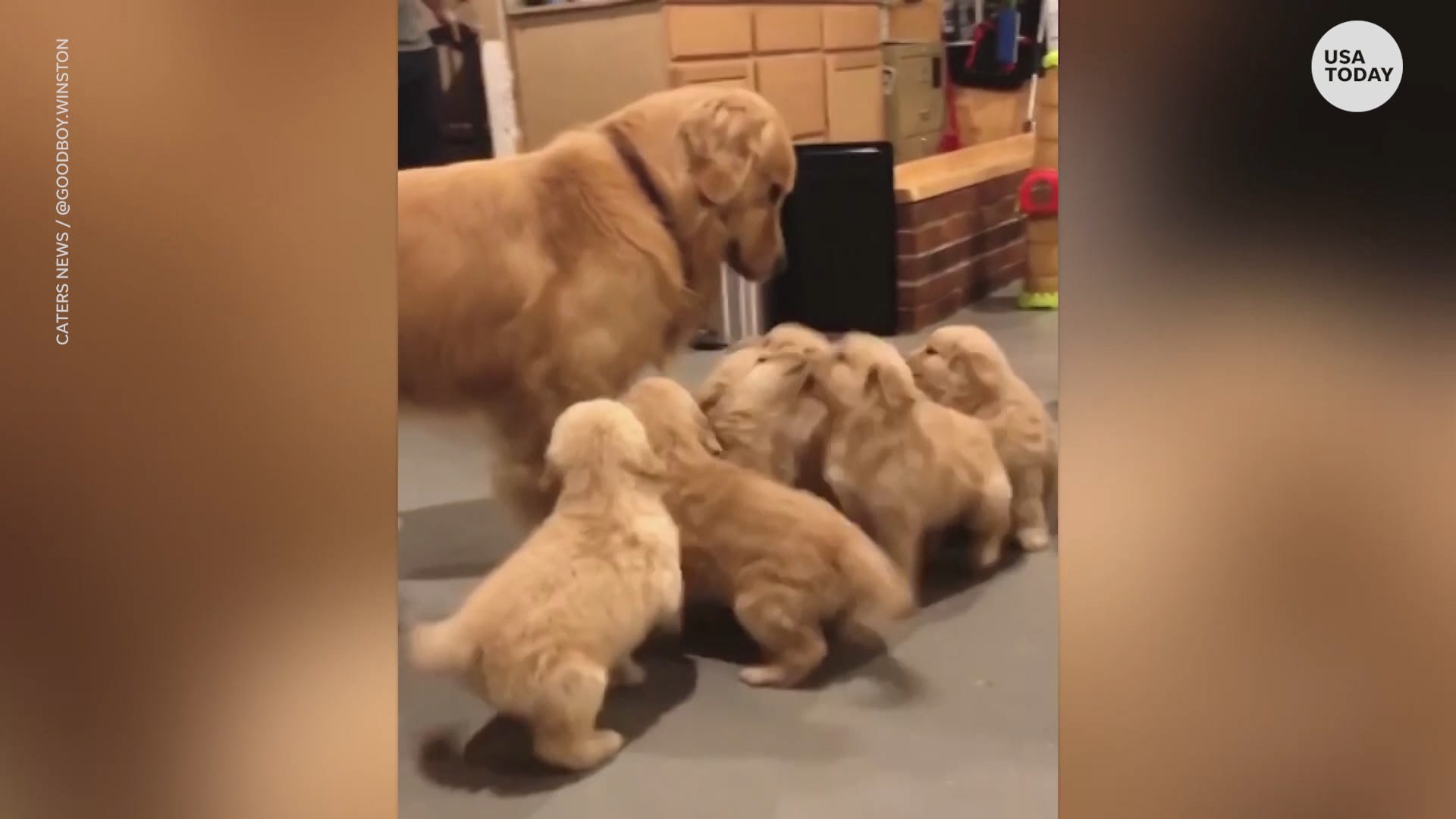 Golden Retriever Surrounded By Litter Of Puppies