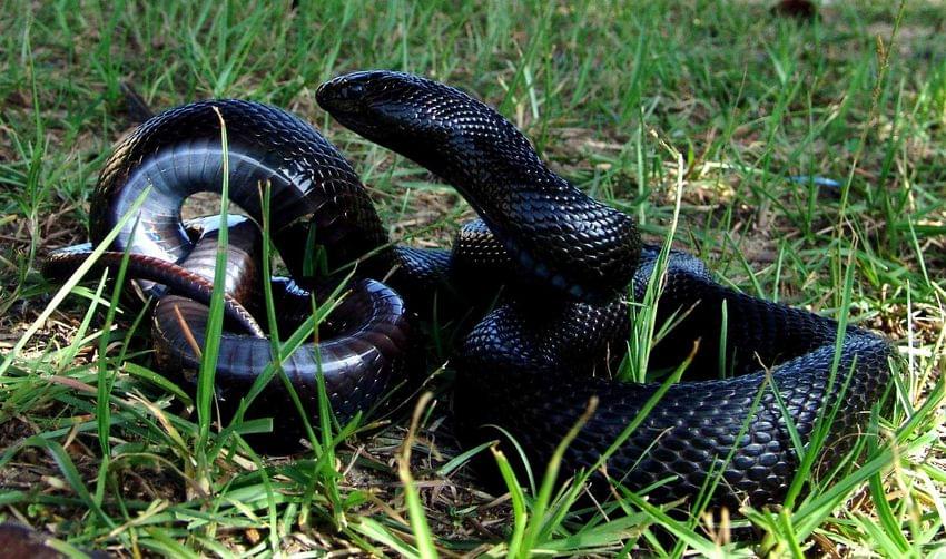 Rare Snake Wins Protection In Mississippi, Alabama Under Critical ...