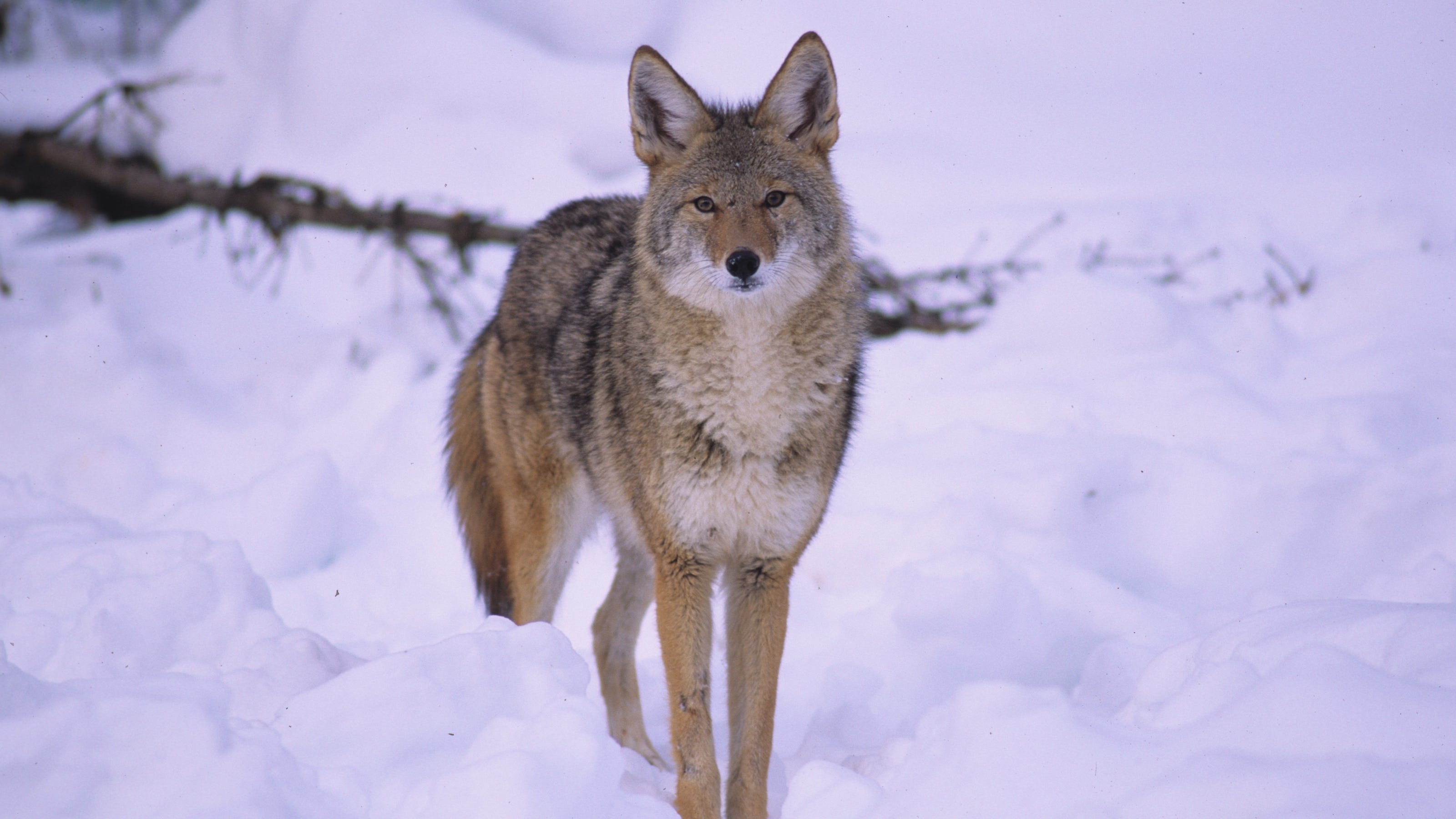 Coyotes are increasing in numbers across New York