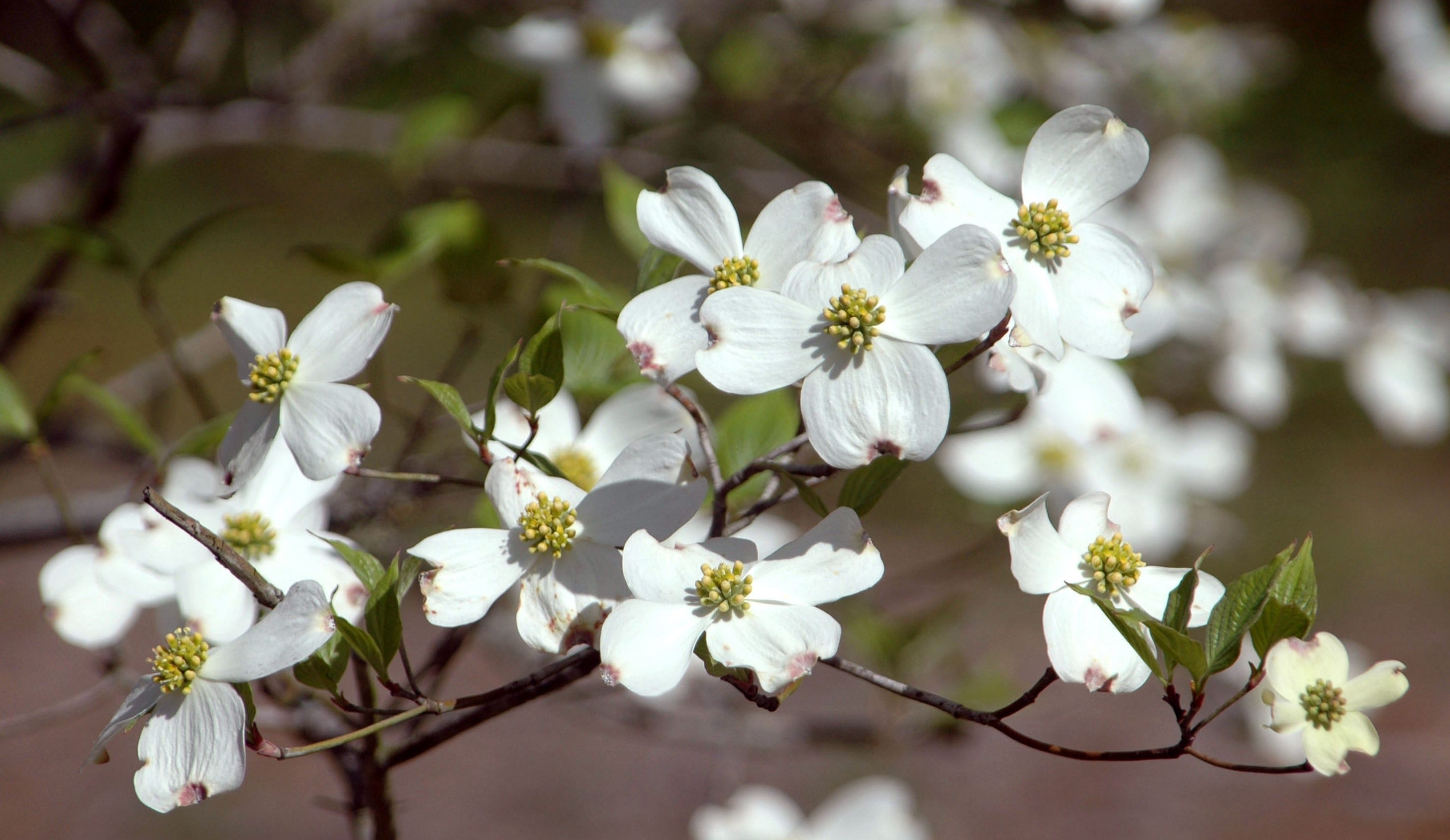 do dogwood trees have deep roots