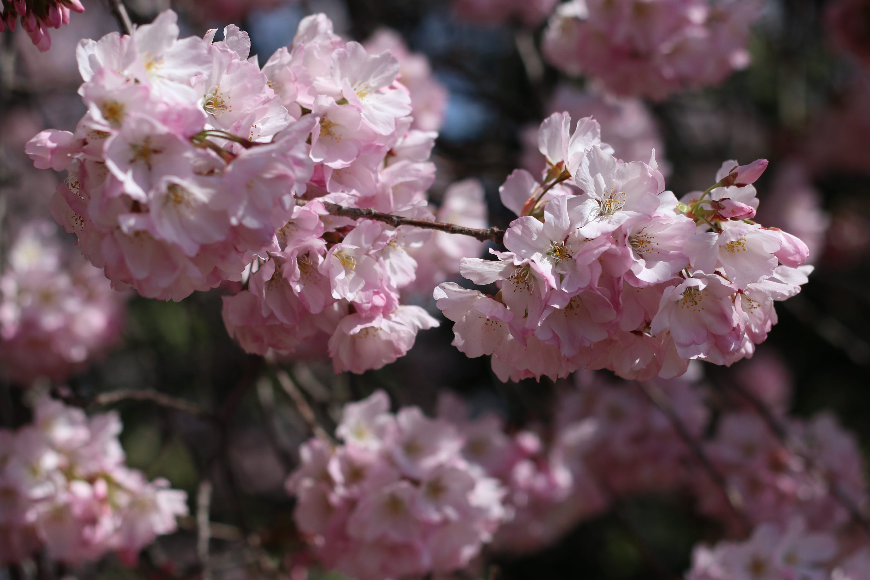 First Day Of Spring Things To Love About The Season Even Amid A Pandemic