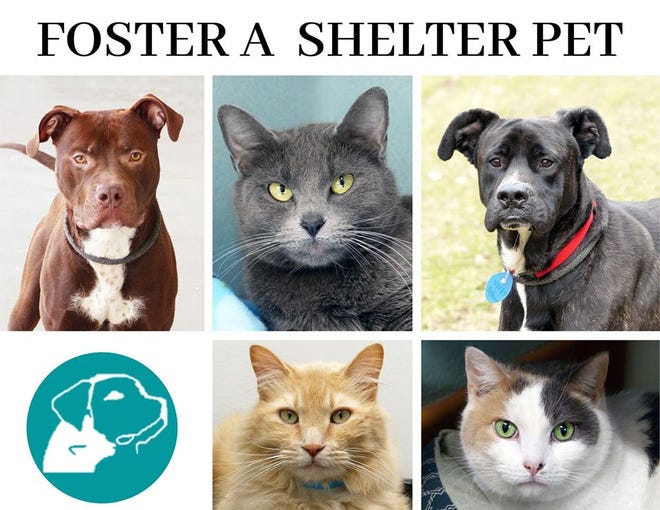 Coronavirus All Adoptable Ingham County Shelter Dogs In Foster Homes