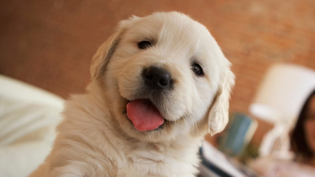 National Puppy Day 2022: 30 cute puppy photos to make you smile