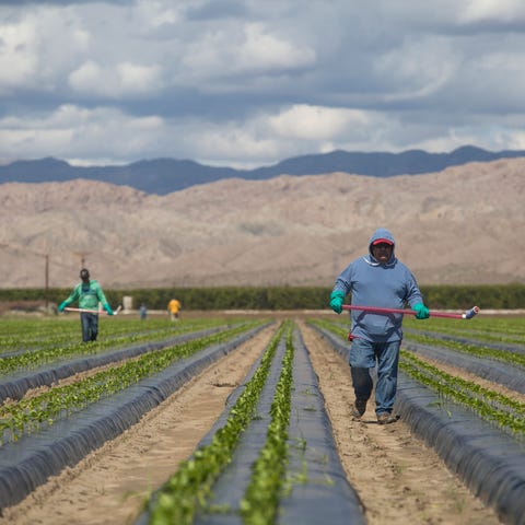 Farmworkers continue to harvest in Mecca, Californ