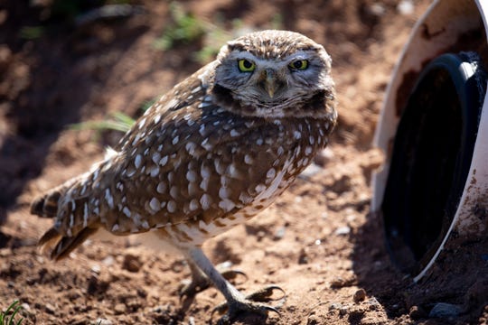 Arizona's burrowing owls face threats from development, but there's hope