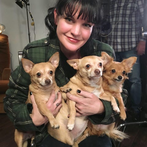 Pauley Perrette, who has three dogs, says fosterin