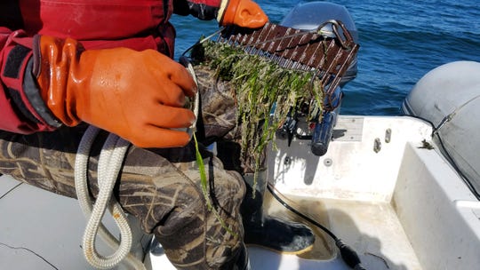 Herring eggs can be seen clinging to blades of vegetation during a population survey.