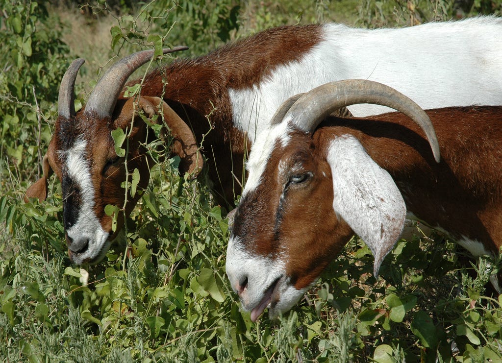 goat app stock price