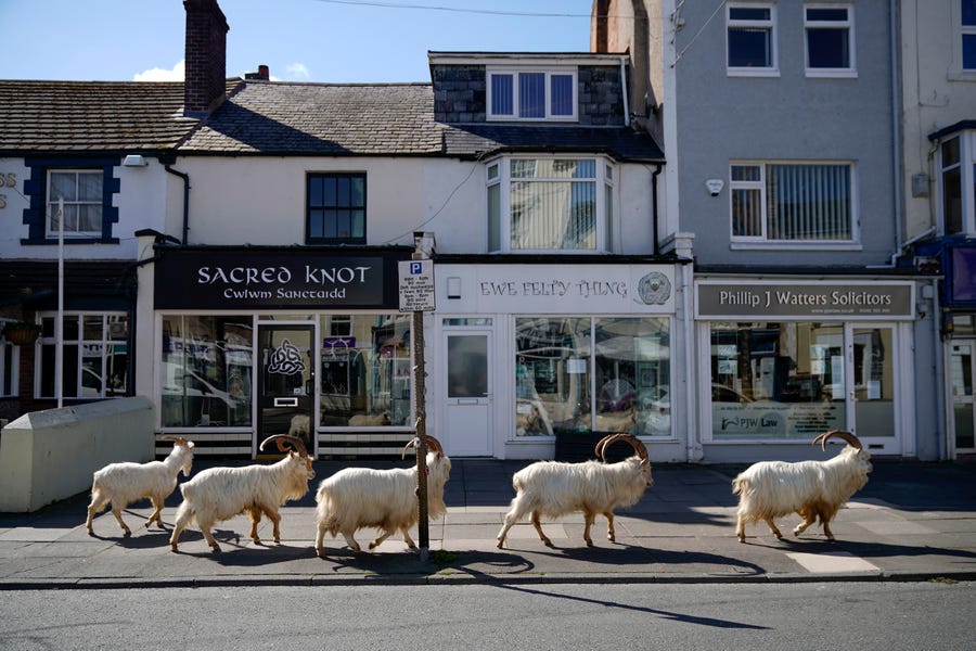 Mountain goats roam the streets of Llandudno on March 31, 2020 in Wales.