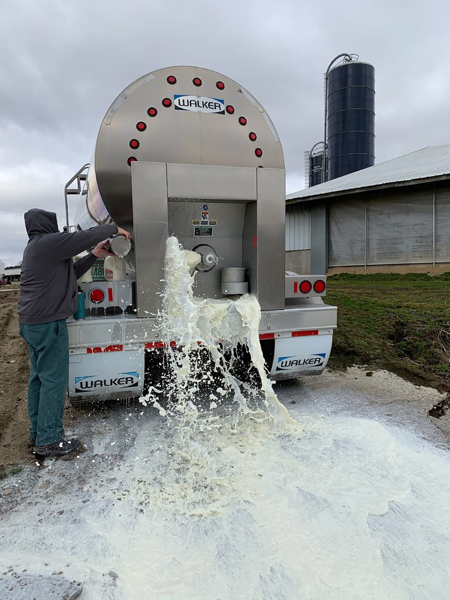 Fact check Farmers dump milk because of demand shift, bottling limits