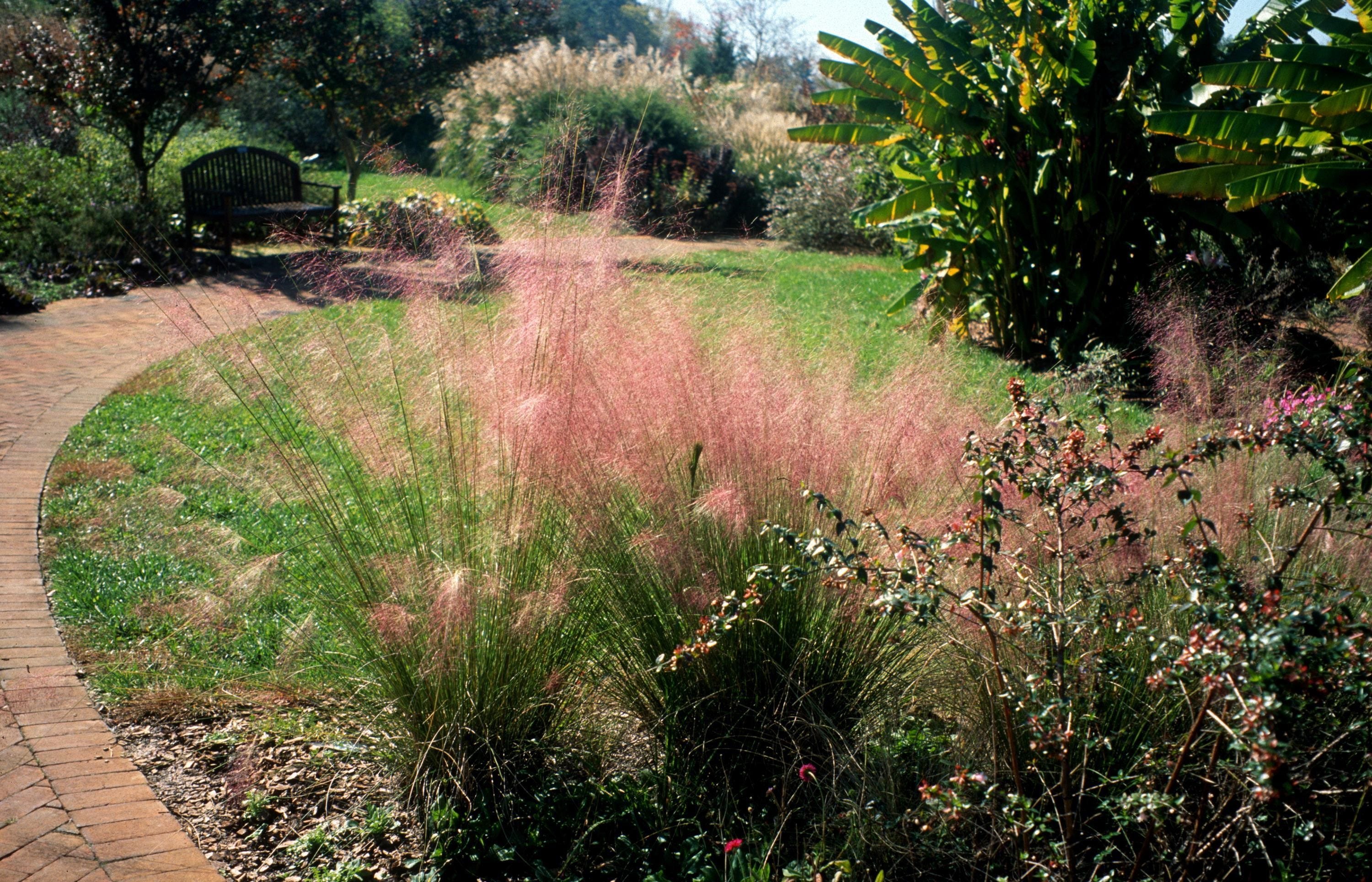 landscaping pink muhly grass