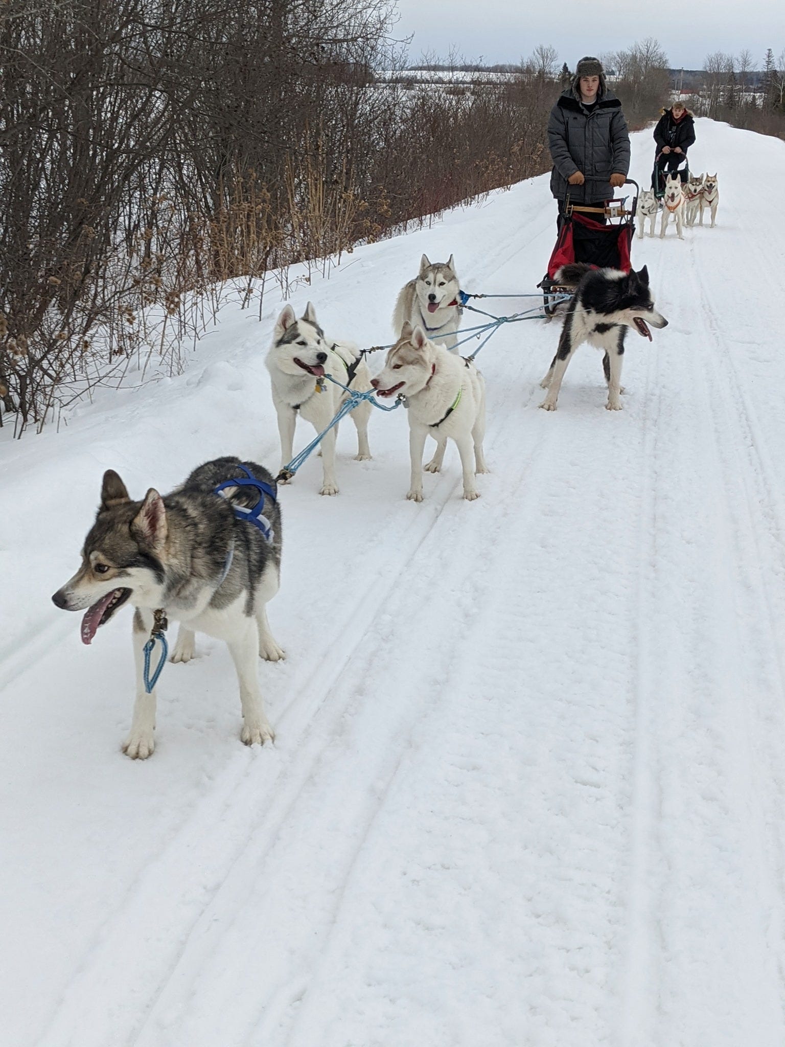 are seppala siberian sleddogs intelligent dogs