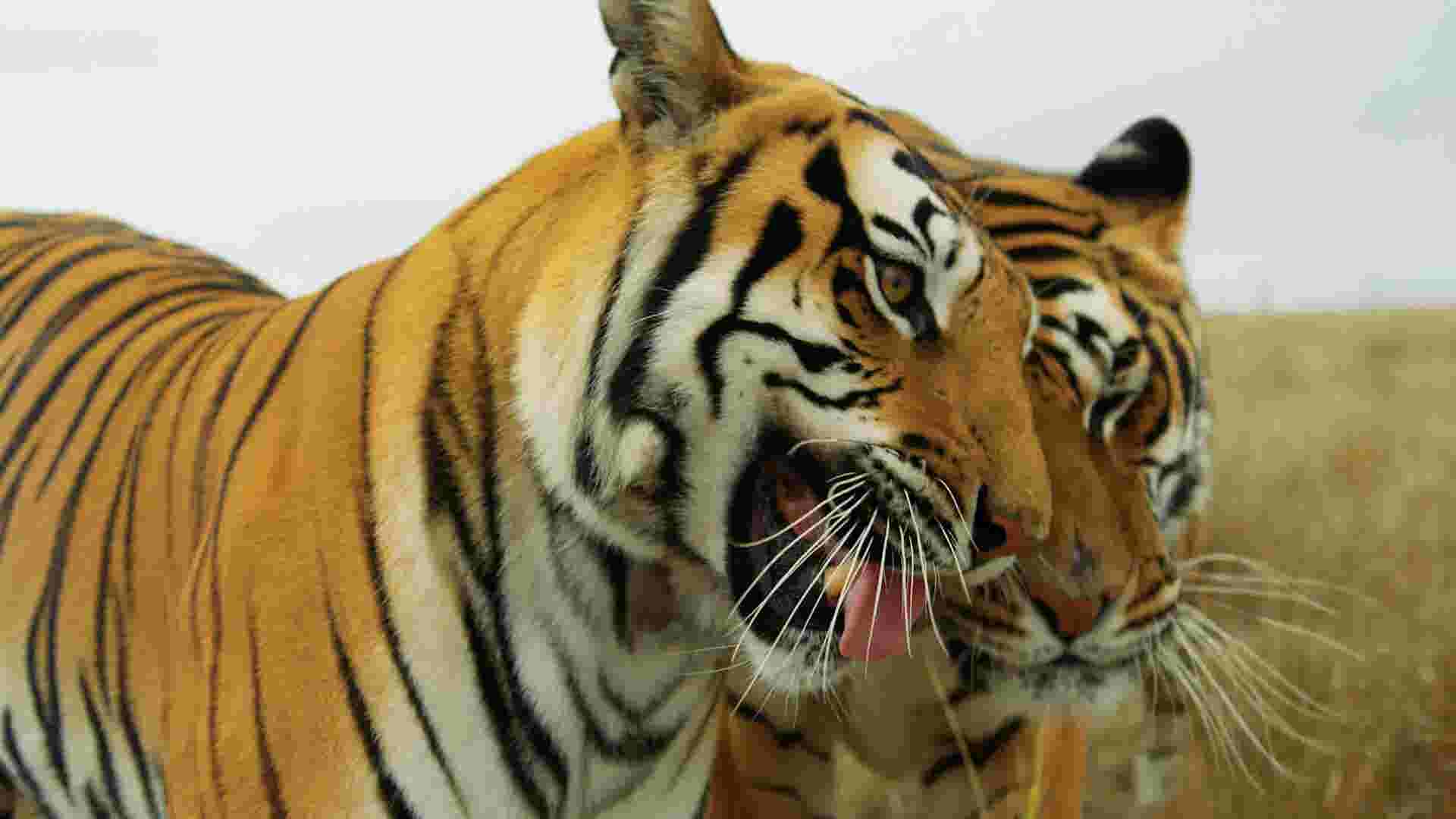 here-s-what-happened-to-tiger-king-animals-after-doc