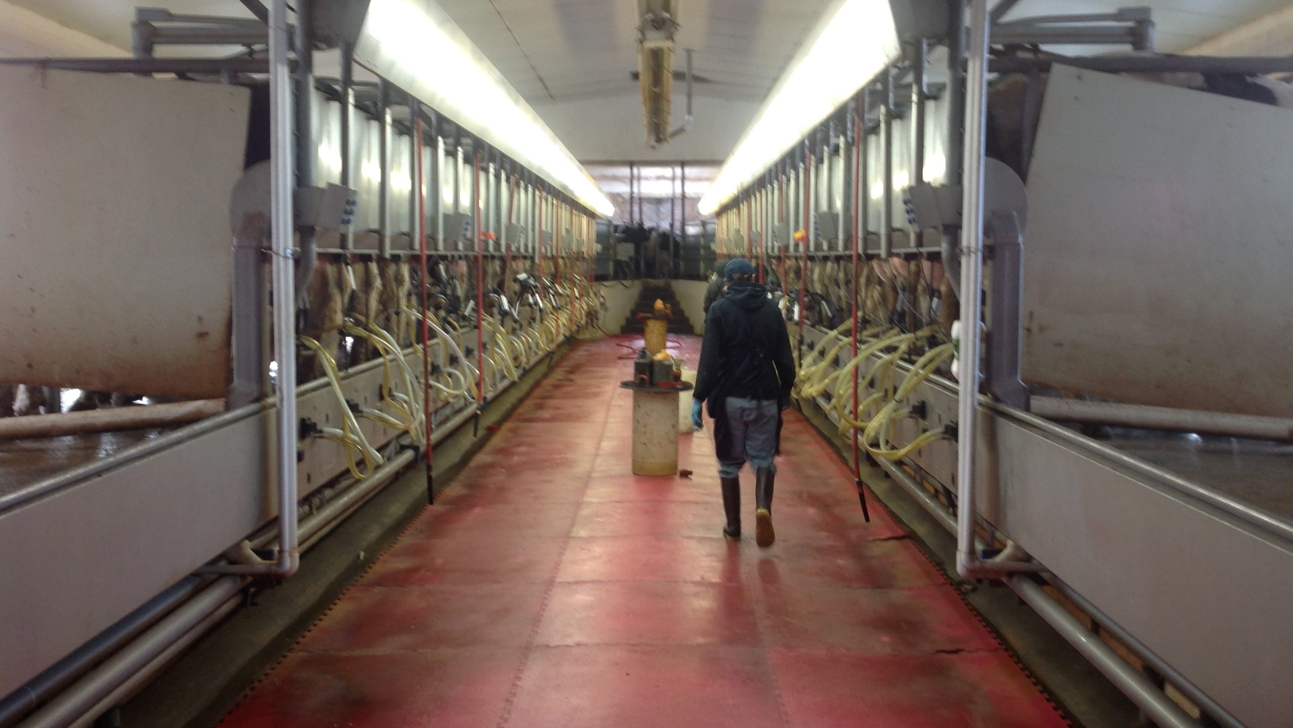 Milking Since 1949 - Ozarks Farm & Neighbor Newspaper - written for, by &  about farmers