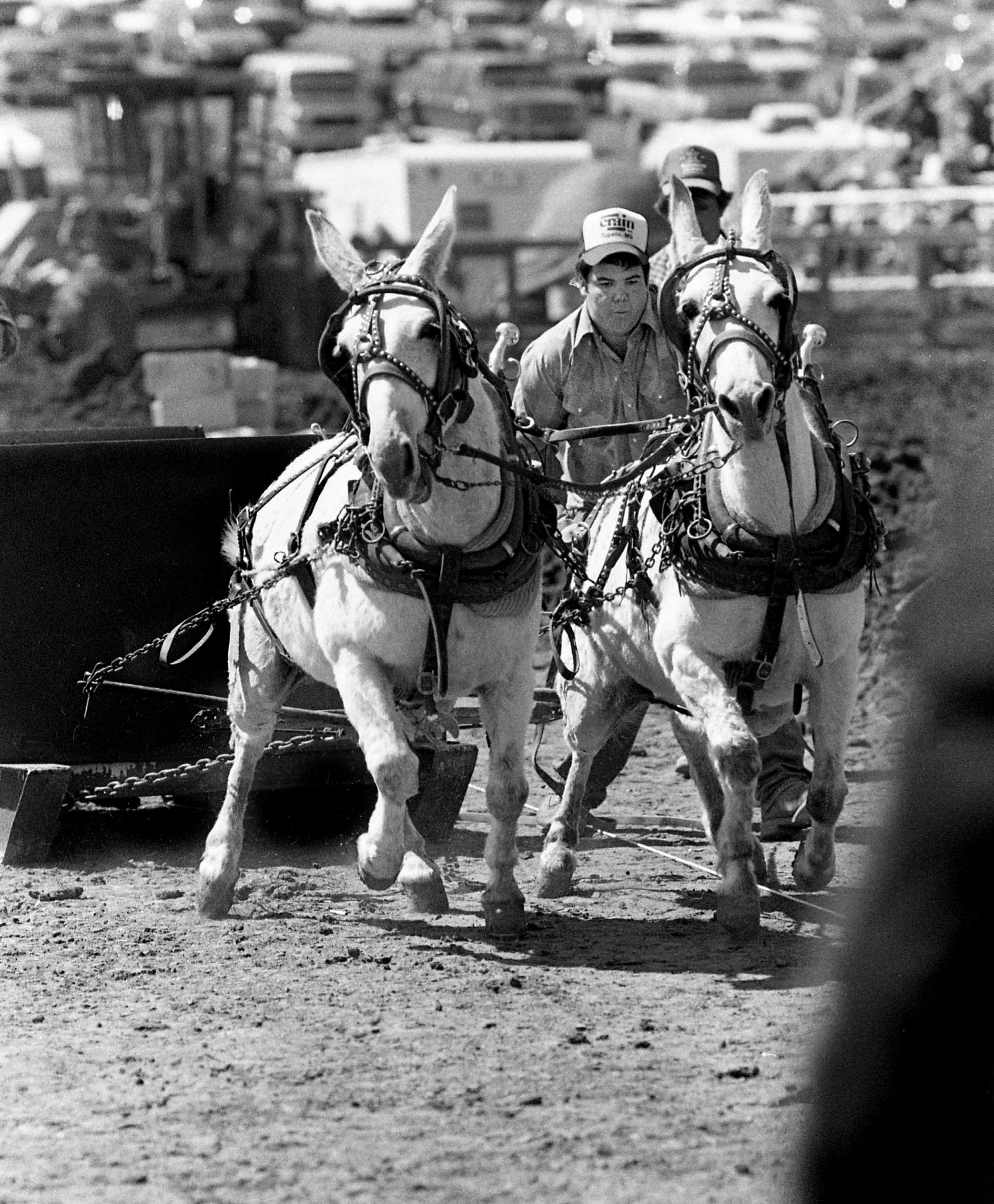 Mule Day 2022 the dates are set, but will it happen?