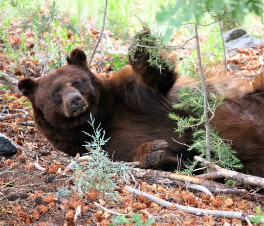 bears-are-back-in-ruidoso-village-warns-about-trash-feeding-wildlife