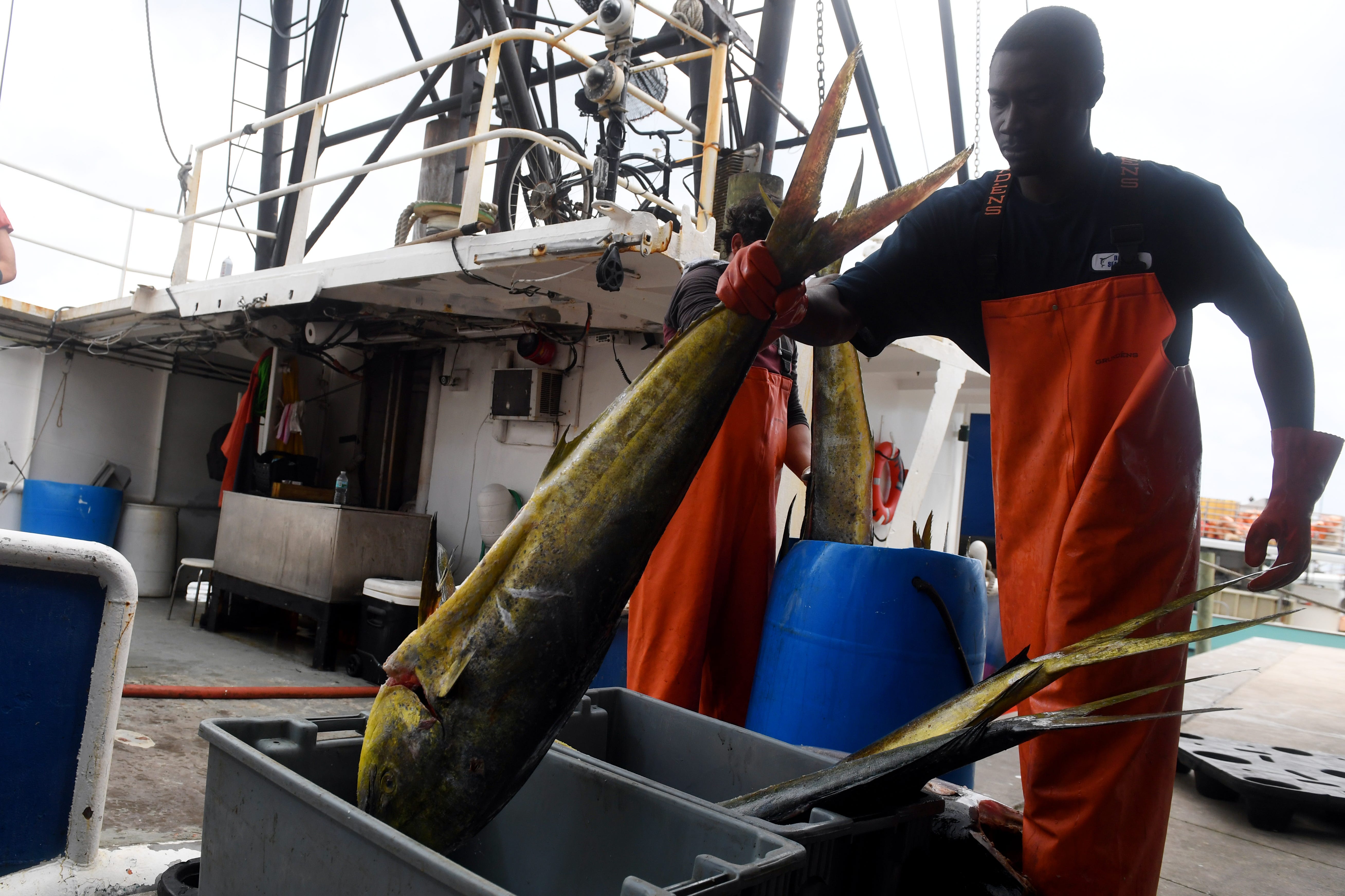 fresh fish from boat near me