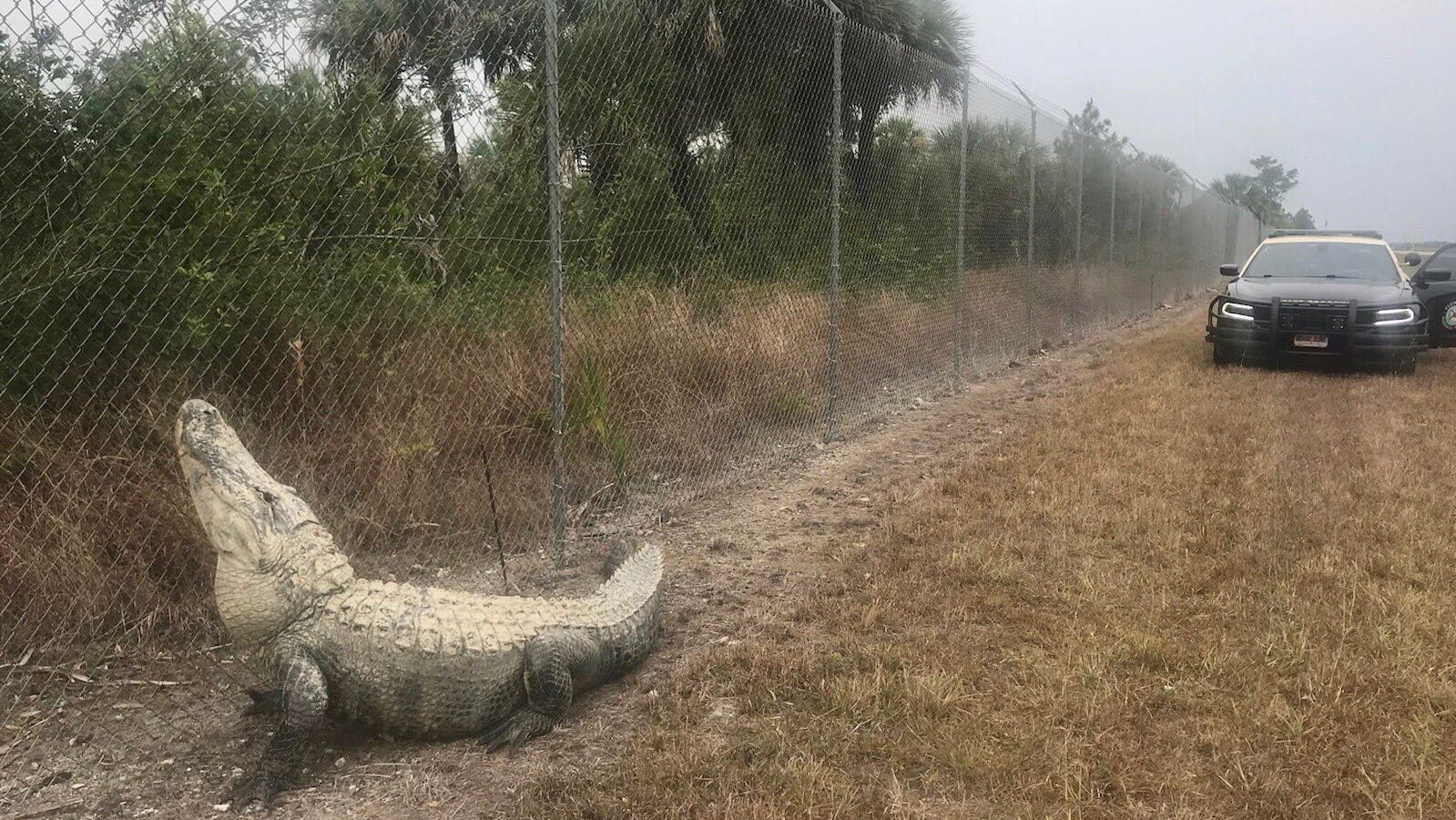 После урагана аллигаторы оказались на свободе