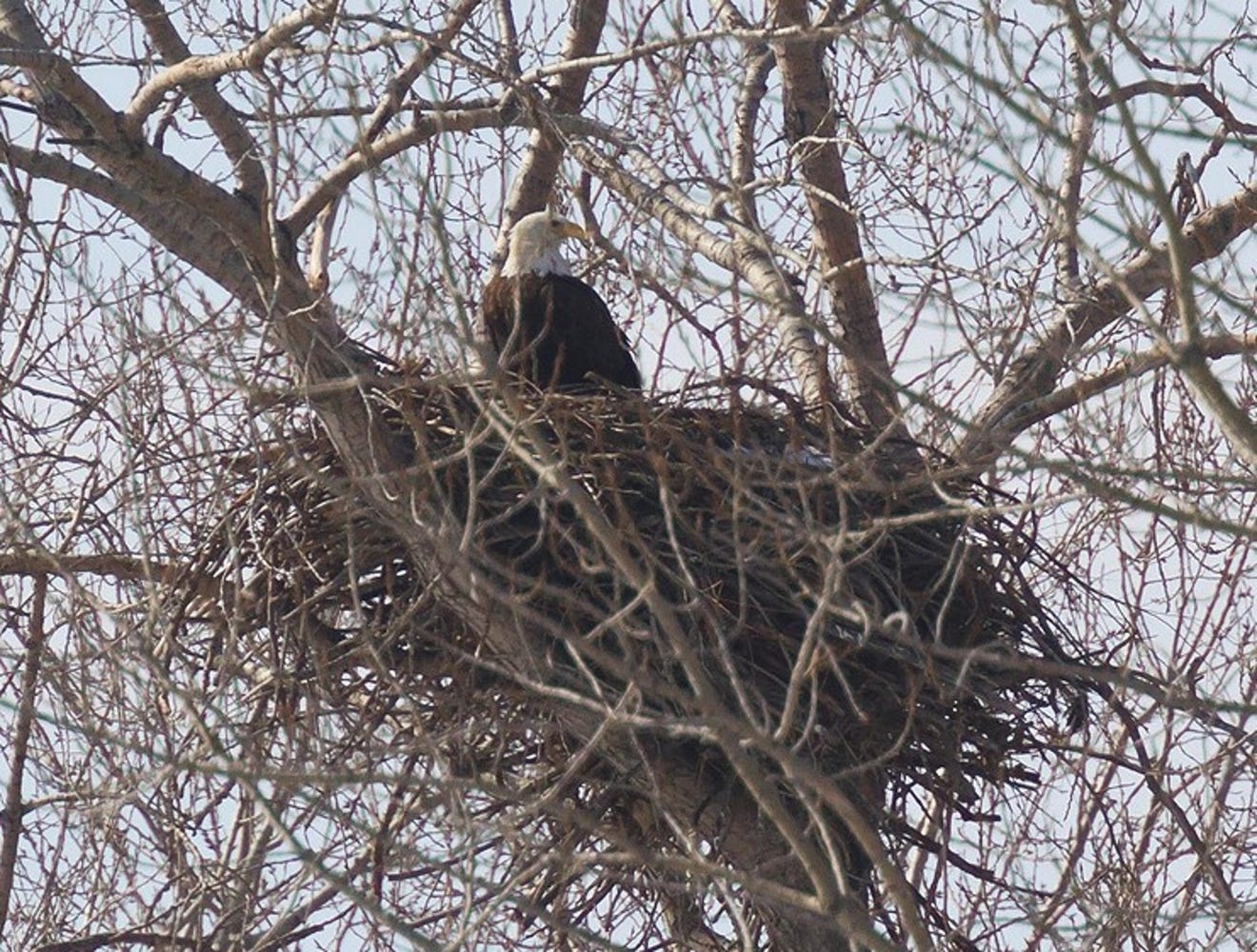 Bald eagle nests list put Ottawa, Sandusky counties at top for Ohio