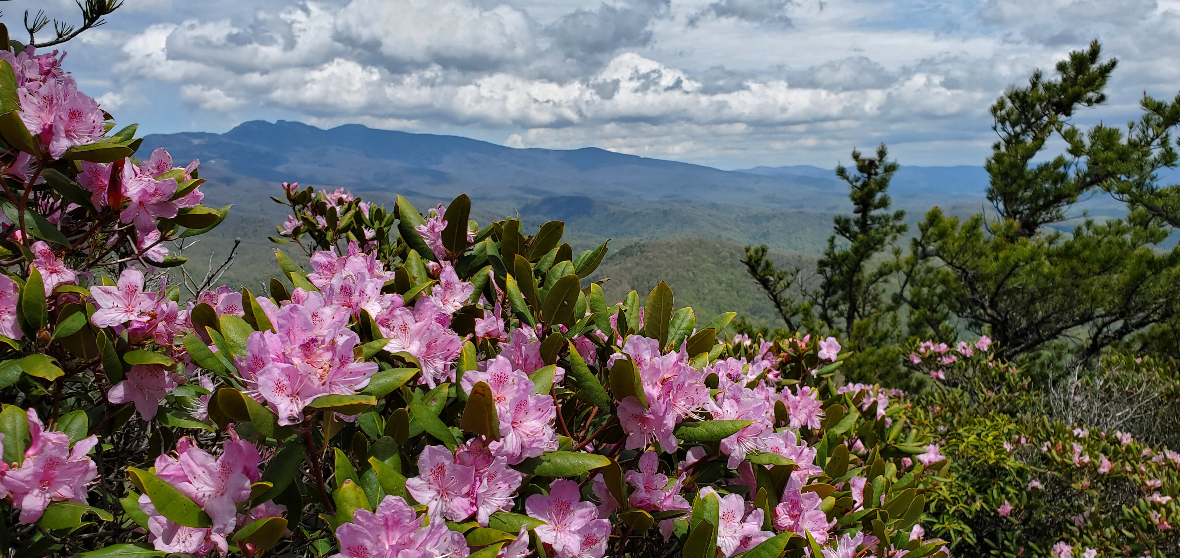 Pisgah National Forest Mostly Reopens