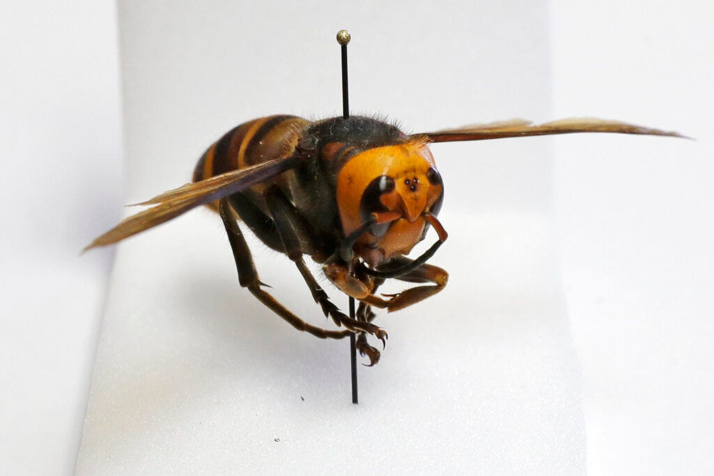 Bug Experts Dismiss Worry About US ‘murder Hornets’ As Hype