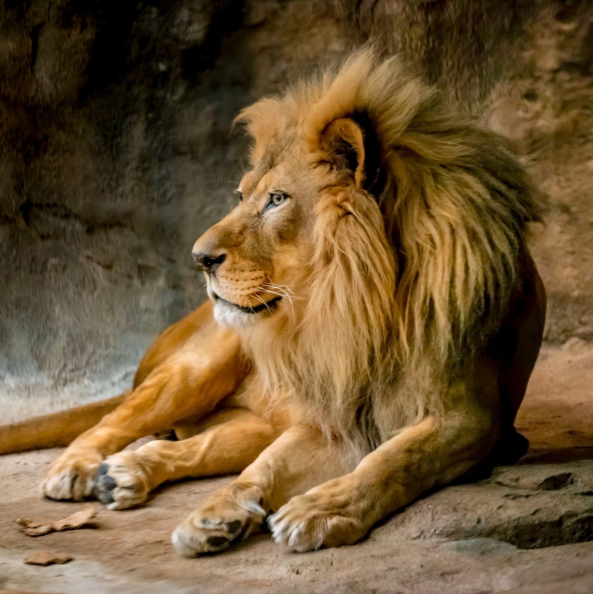 Download Milwaukee County Zoo S Sole Male Lion Has Died