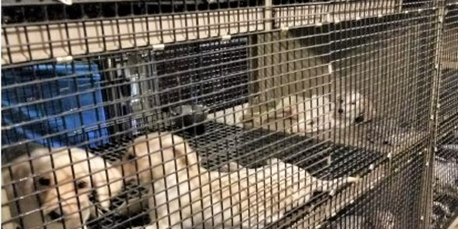 Humane Society Ohio puppy mills named in 2020 Horrible Hundred
