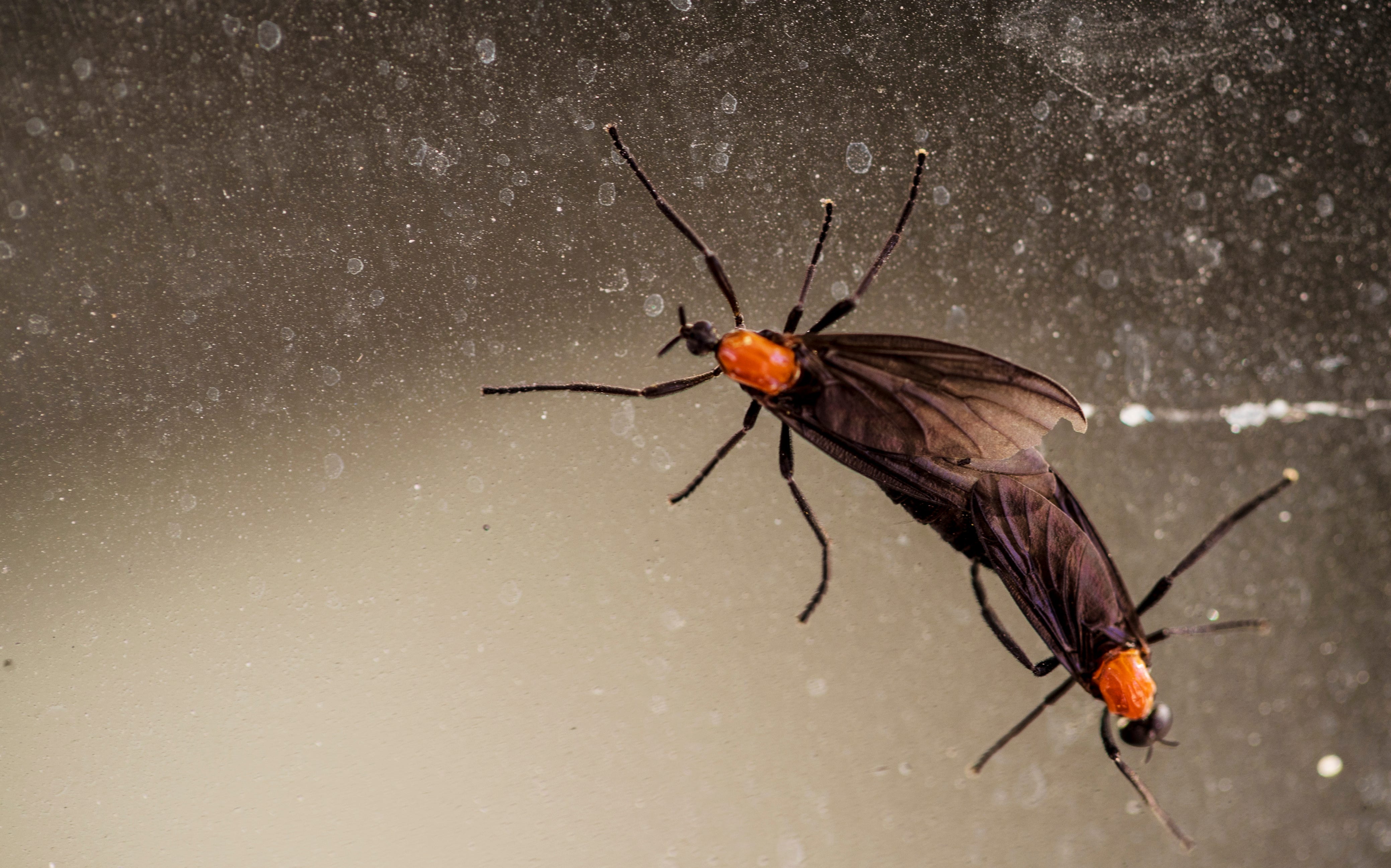 how to remove love bugs with dryer sheets