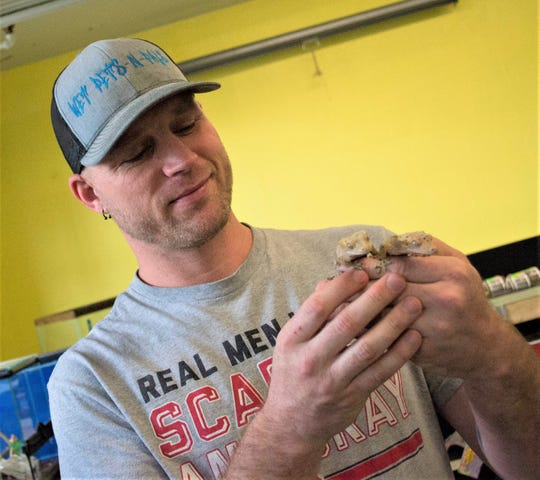 Dave Cornell handles two Dalmatian crested geckos inside the reptile room at Wet Pets-N-Pals. The pandemic slowed the expansion of the room, but it will eventually be filled with a variety of reptiles and the supplies needed to care for them.
