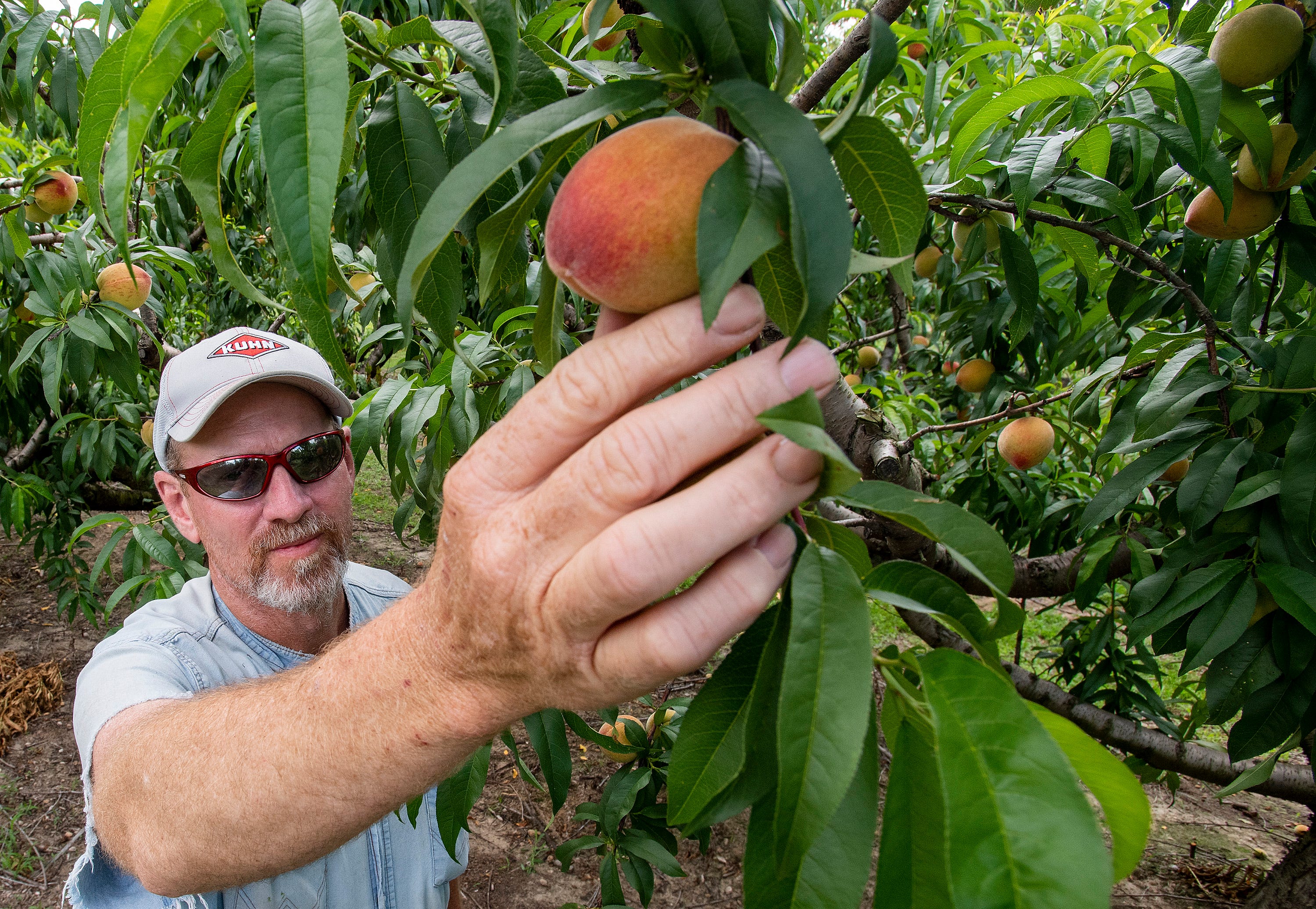 Chilton County, Alabama, Peaches: Seriously, The Best, Sweetest Summer ...