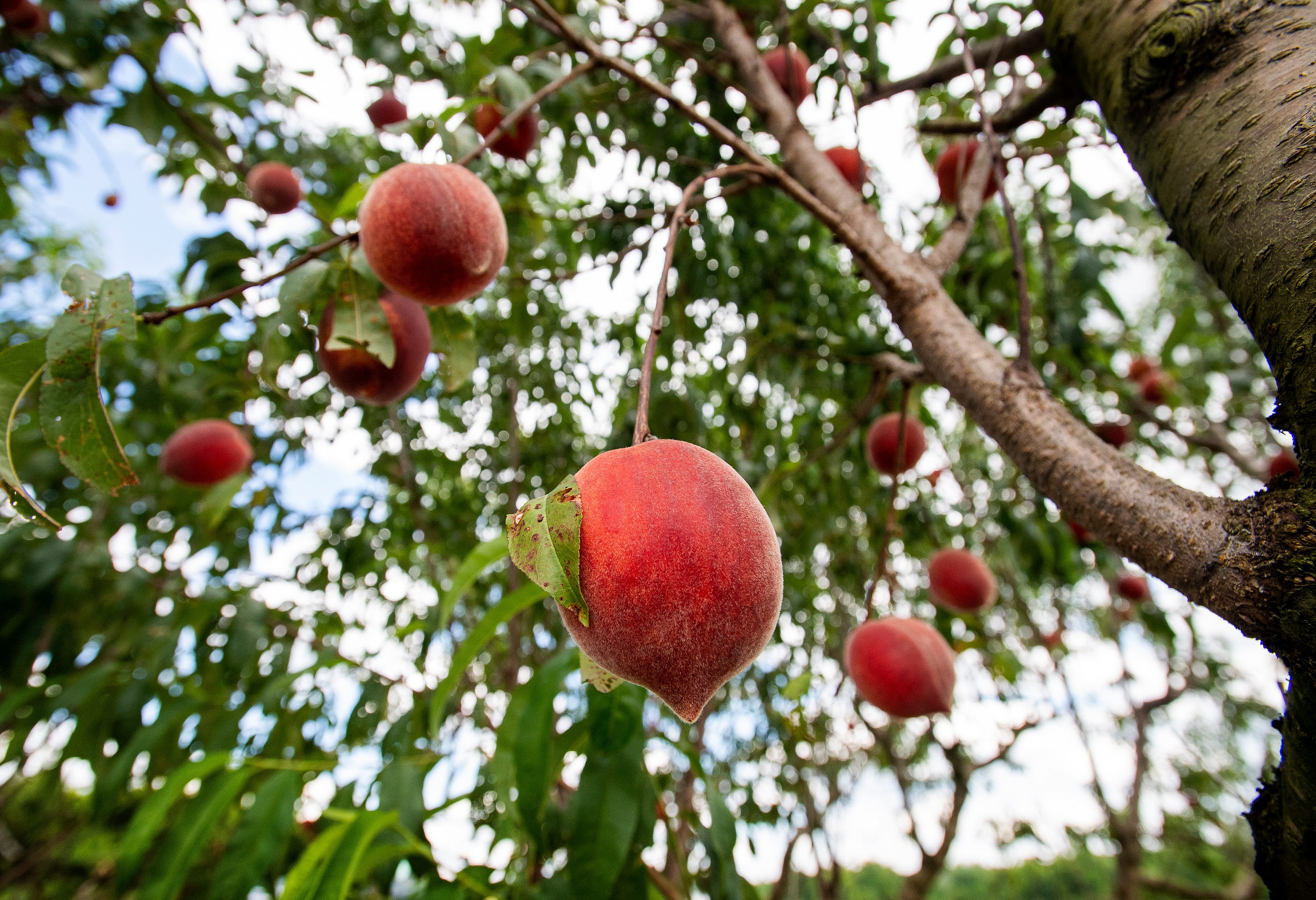 Chilton County, Alabama, Peaches: Seriously, The Best, Sweetest Summer ...