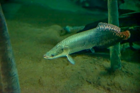 An arapaima fish is released in the Milwaukee County Zoo's 55,000-gallon Amazon River tank on May 21. The zoo's two arapaimas have spent two years growing in separate tanks until they were big enough to join creatures in the Amazon tank. Arapaimas can reach 10 feet in length.