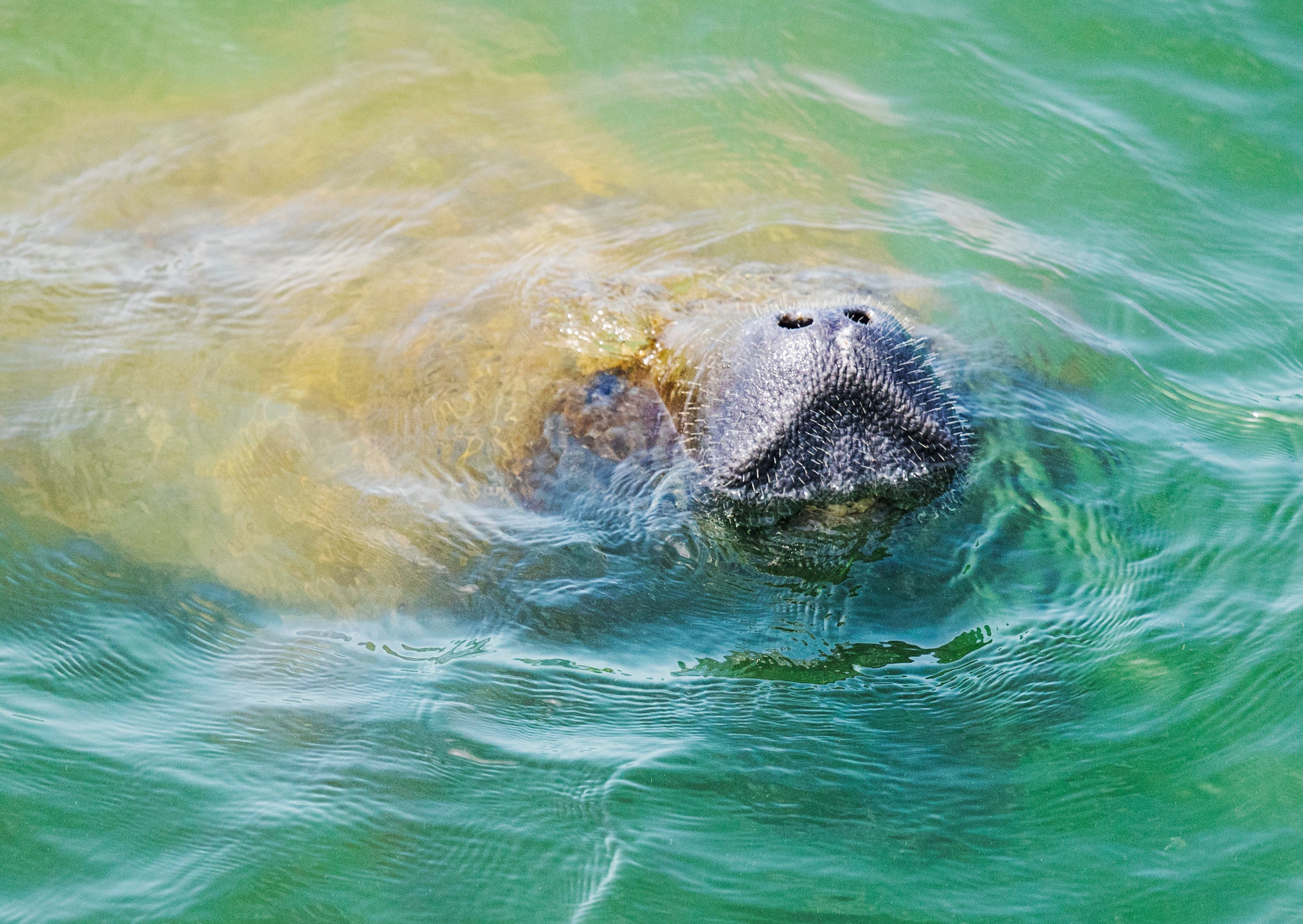 Slow Down for Manatees by Jim Arnosky