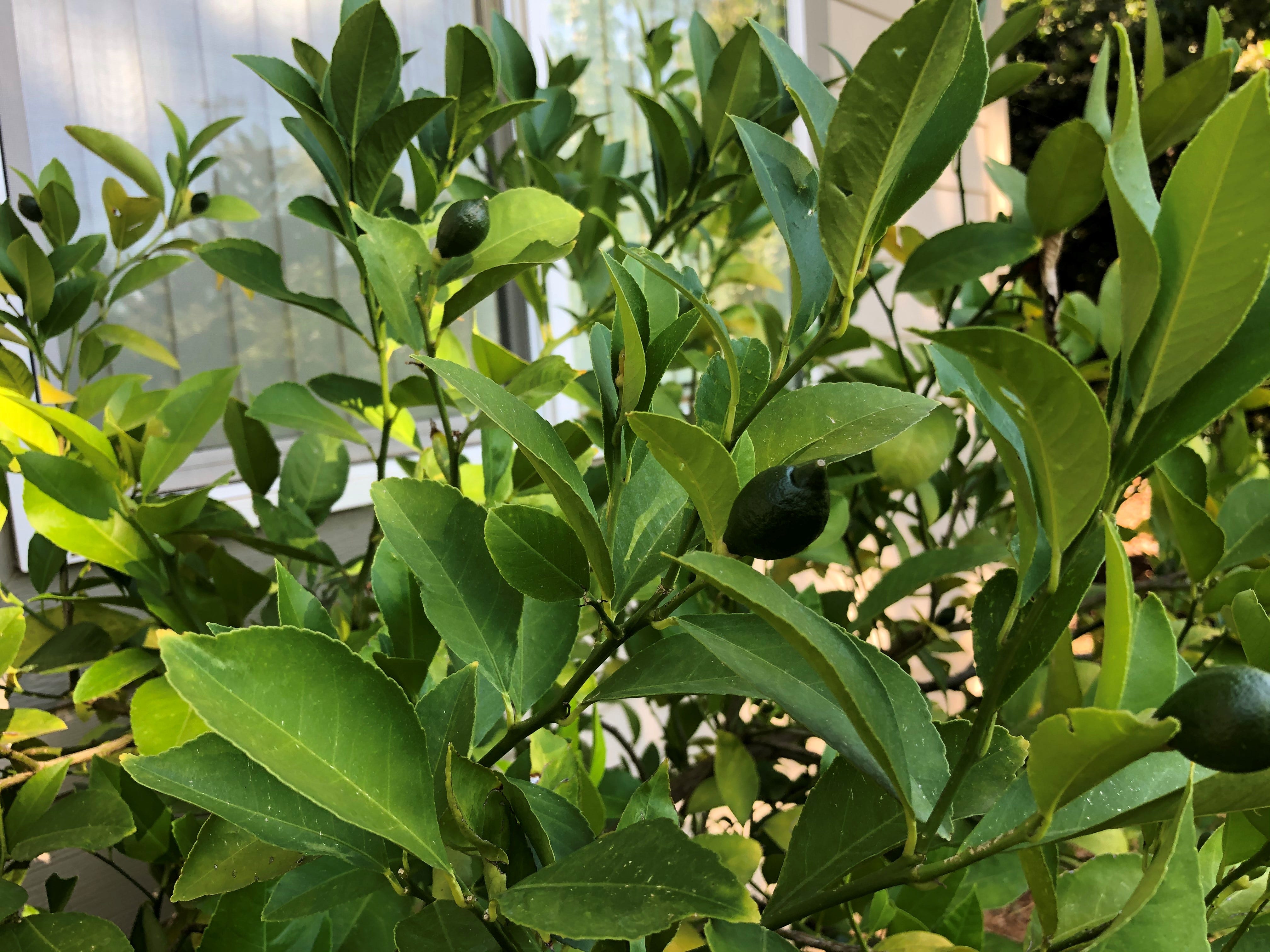 Why Is My Lemon Tree Dropping Fruit / Why Is My Meyer Lemon Tree Dropping Its Leaves / Jul 08, 2021 · grow your lemon tree indoors during the colder months.