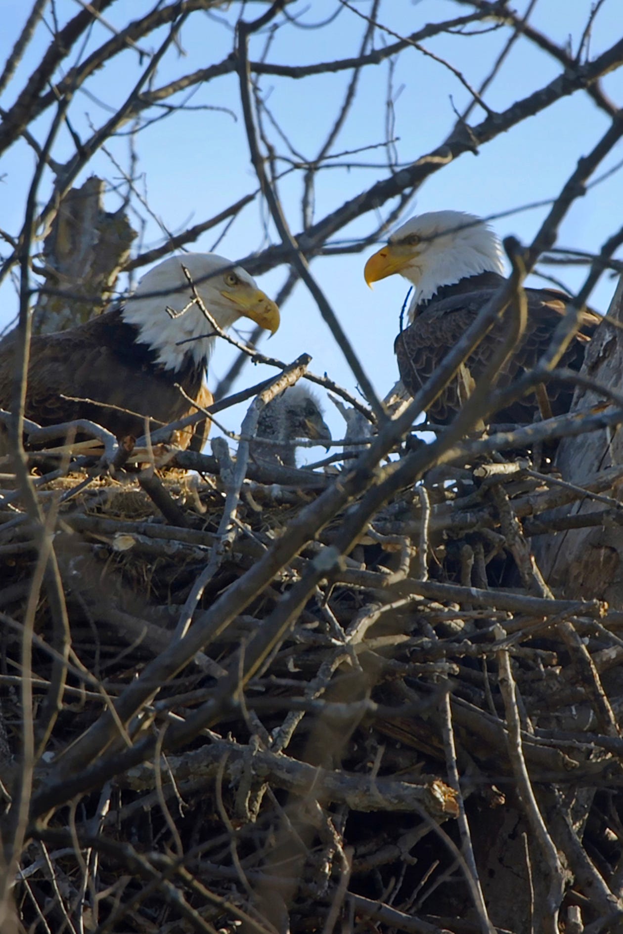 Two bald eagles sit in a nest with their baby on Belle Isle in Detroit, Michigan on May 6, 2020.