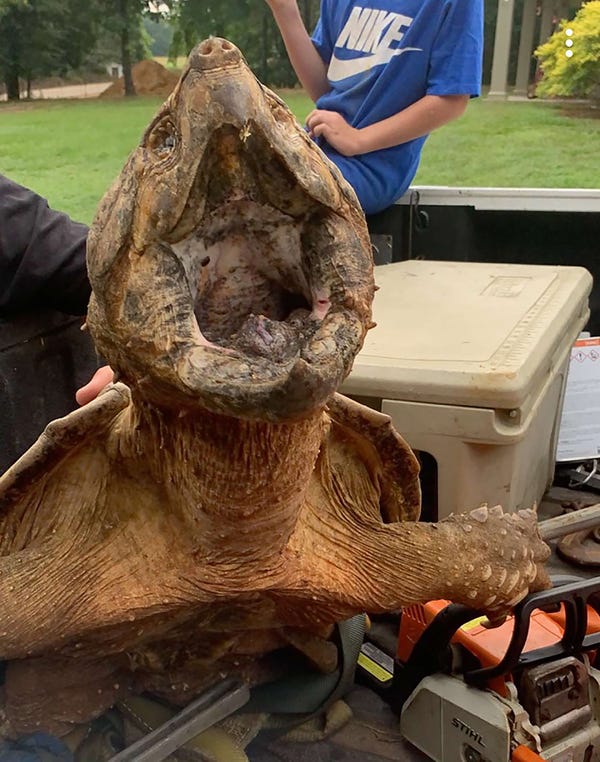 Mississippi Man Catches Rare 70 Pound Alligator Snapping Turtle