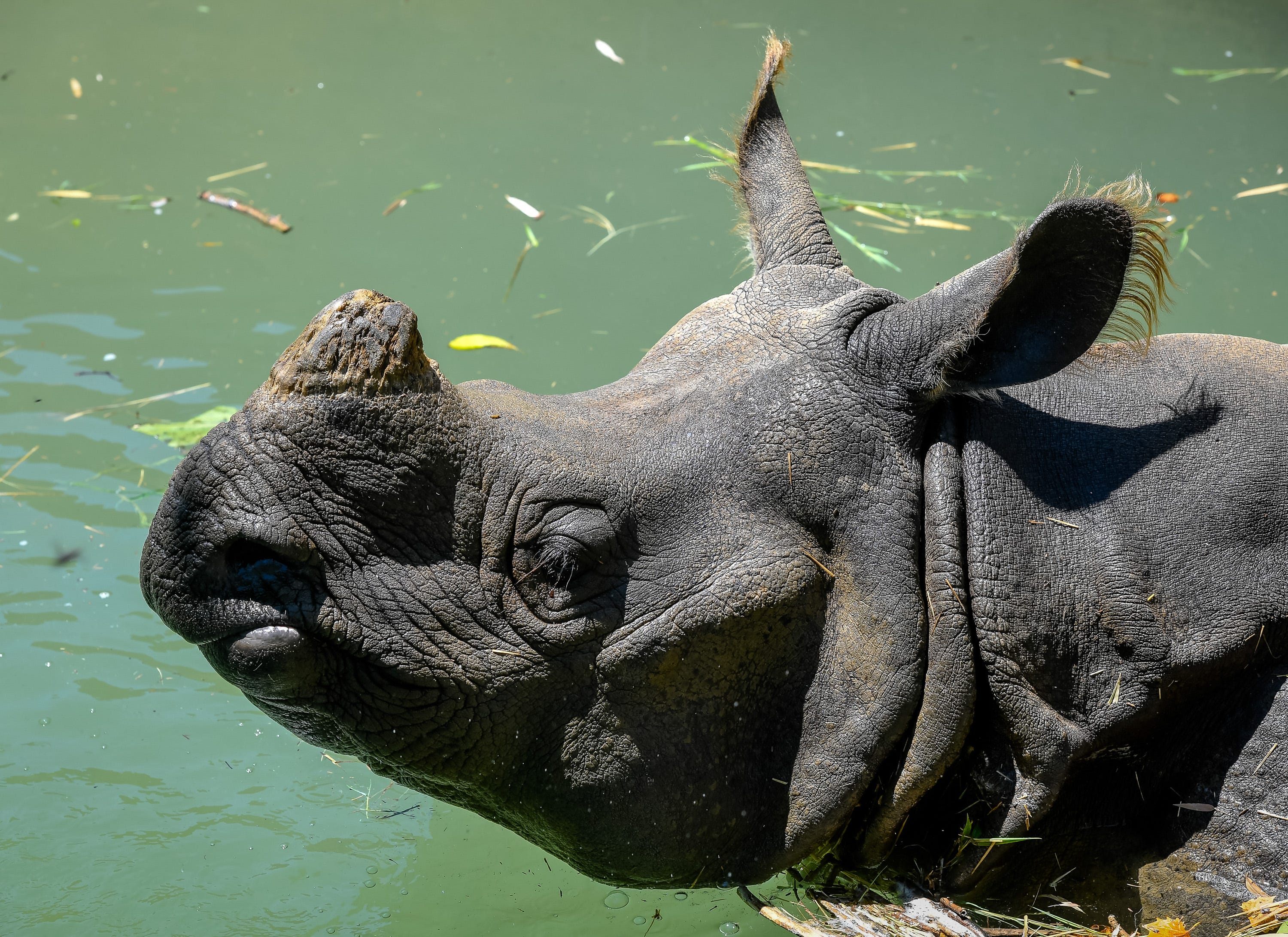 Indian rhinoceros - lindageorgia