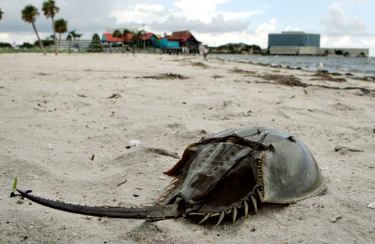 A dead Horseshoe Crab lies dead on Ben T. Davis beach Thursday afternoon July 31.2008 in Tampa, Fla. City officials closed the beach after hundreds of dead fish washed up on shore.