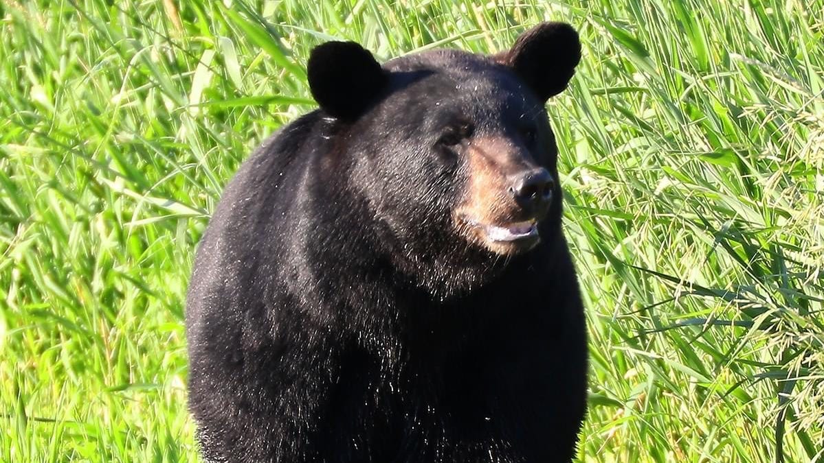 The black bear that gained a following in Iowa was tranquilized in Missouri