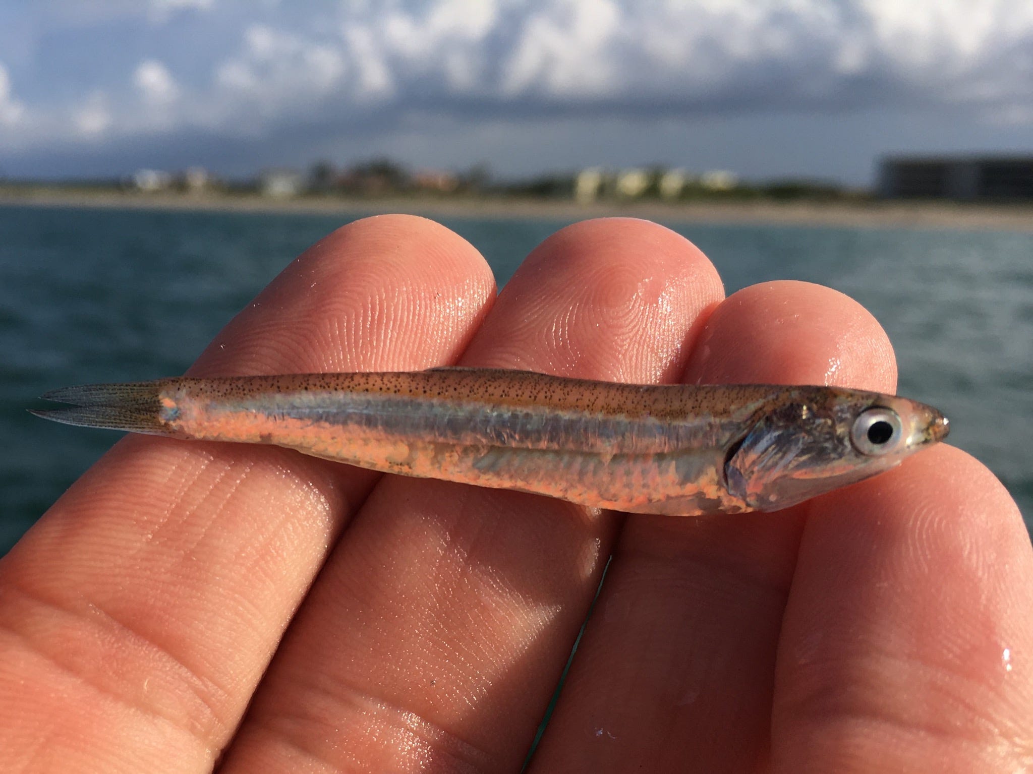 Florida Beach Fireworks Erupt When Glass Minnows Overlap With Fall Mullet