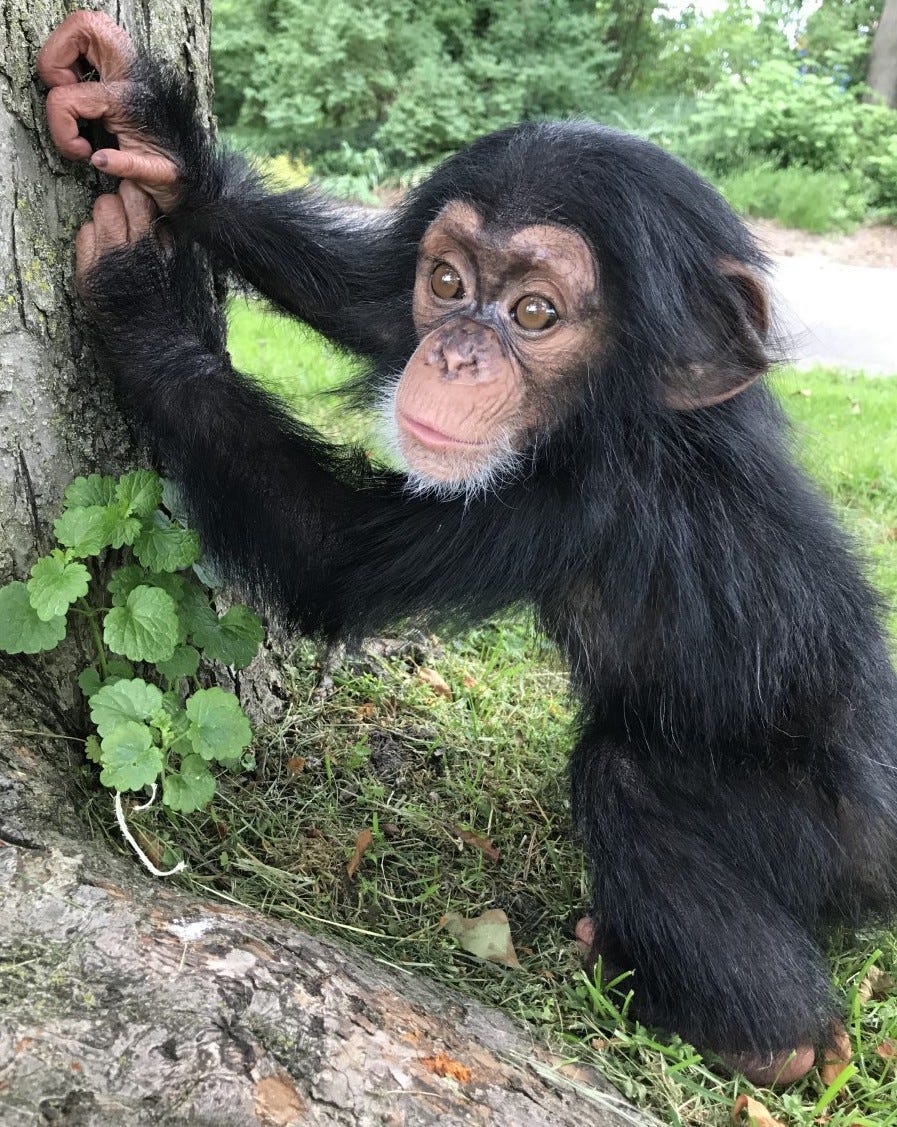 old chimpanzee