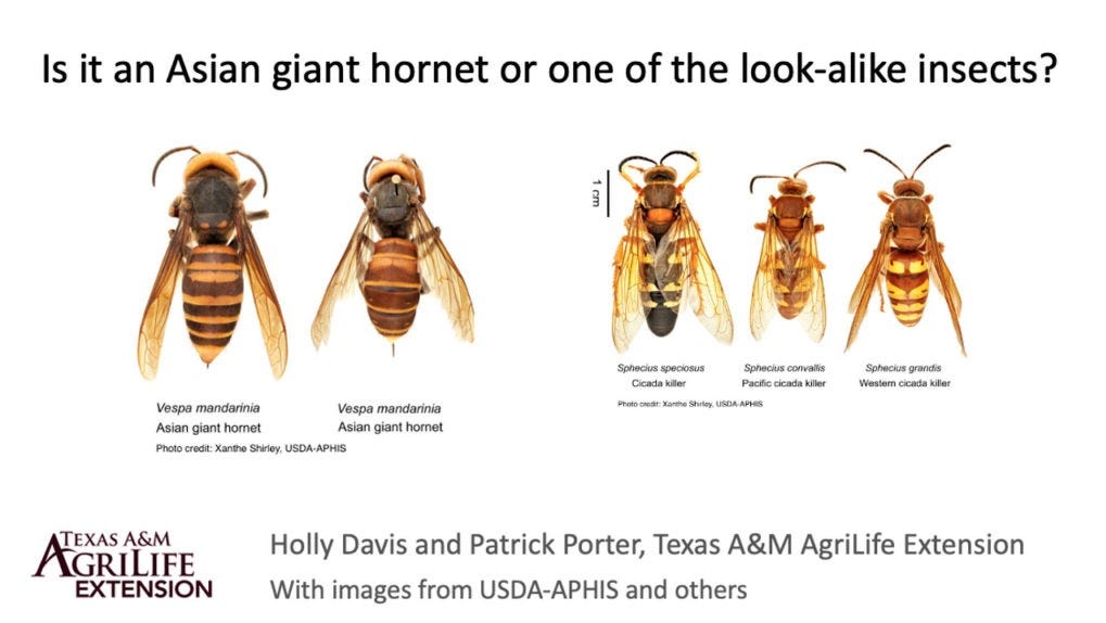 Texas Cicada Killers Likely Responsible For Murder Hornet Sightings