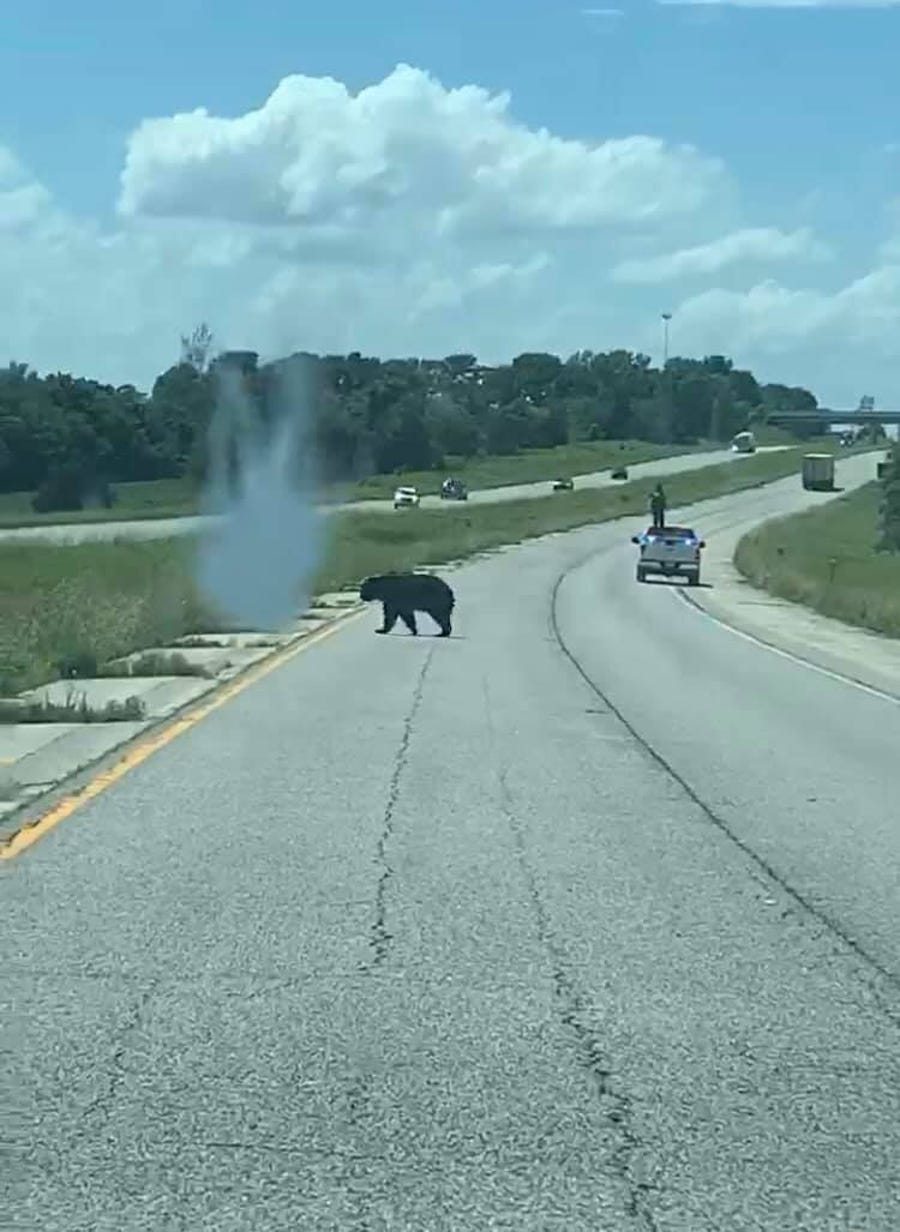 Members of the local sheriff's department help Bruno cross an interstate in Illinois.