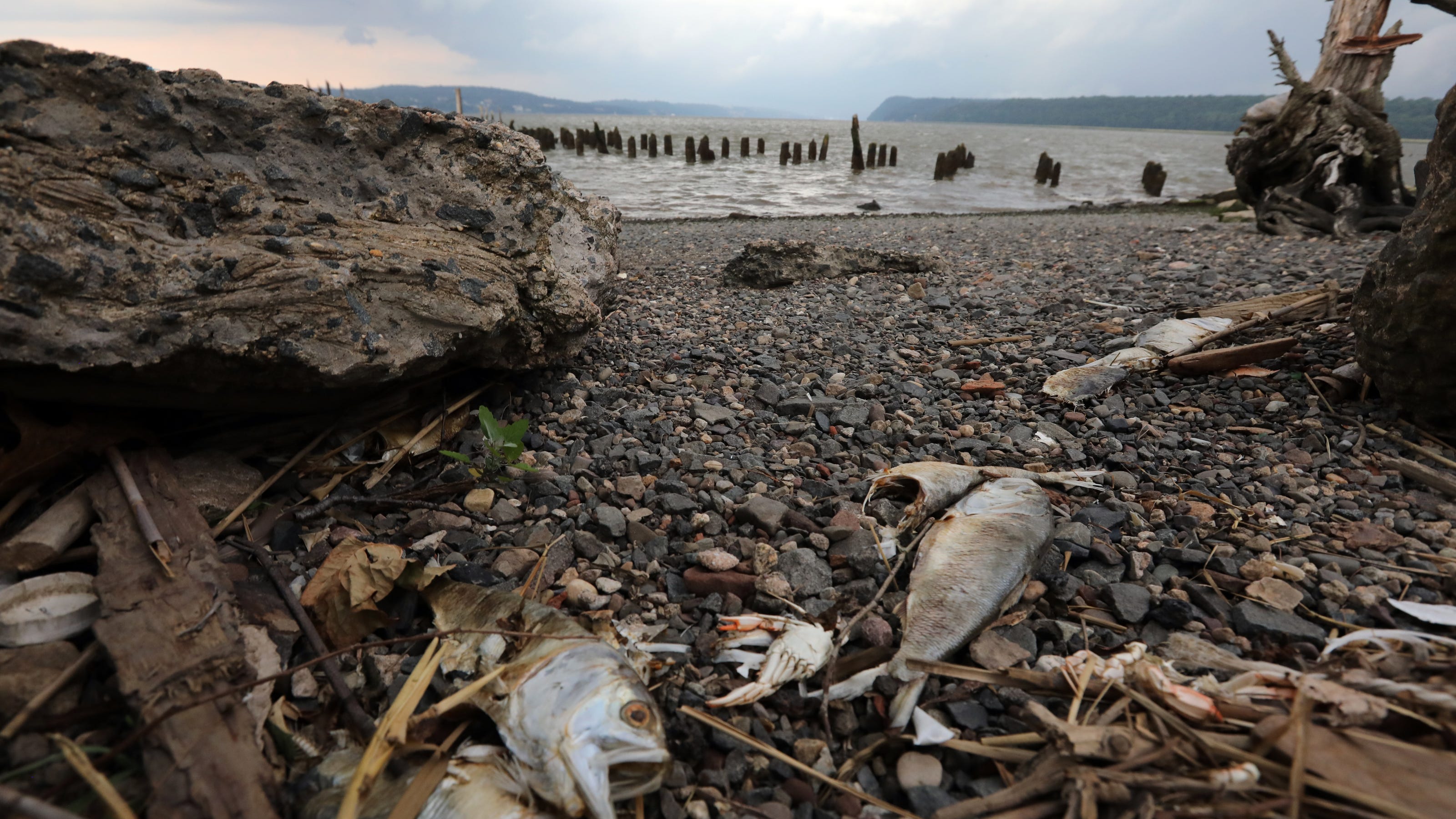 Thousands of fish suffocated in the Hudson River. Here's why