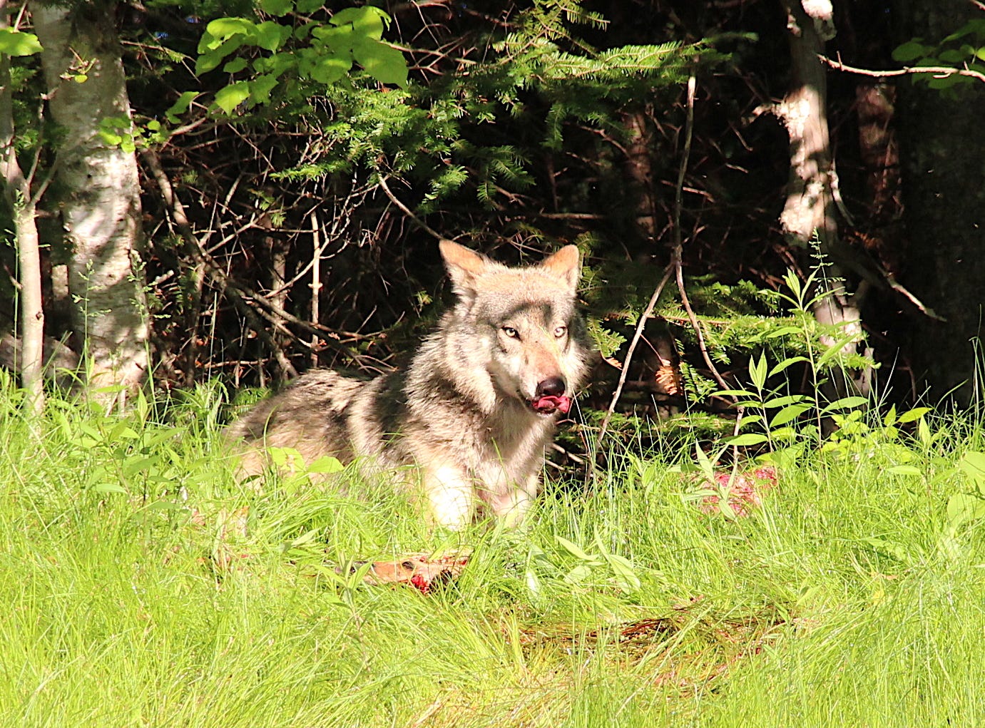 wolves mating gif